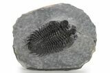 Coltraneia Trilobite Fossil - Huge Faceted Eyes #225321-1